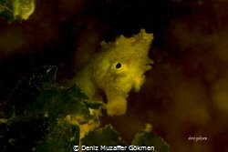 hippocampus Guttulatus , from Değirmendere Turkey by Deniz Muzaffer Gökmen 
